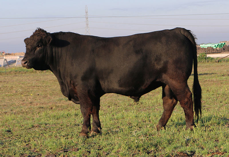 photo of a bull