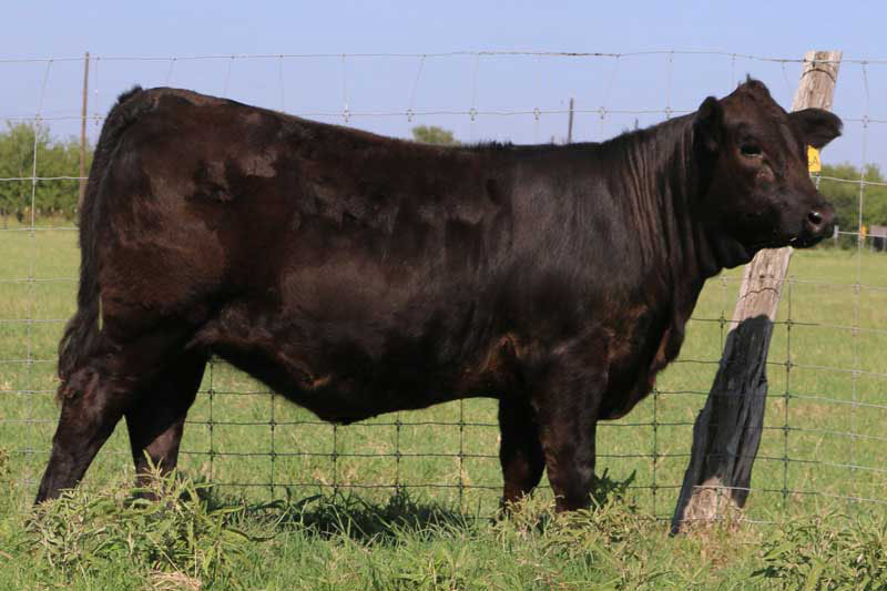 photo of a bull