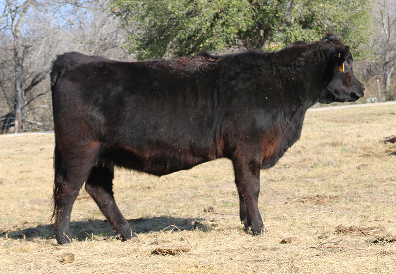 photo of a bull