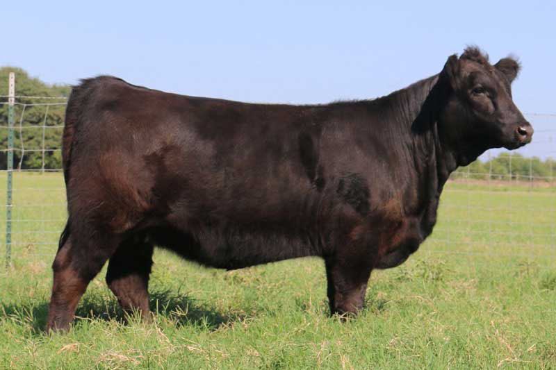 photo of a bull